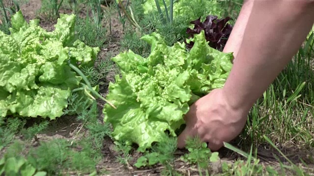 两个采摘生菜的慢动作视频视频素材