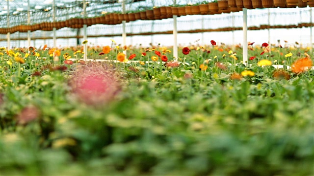 大温室和粉红色非洲菊视频素材