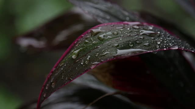 雨落在大自然的绿叶上视频素材