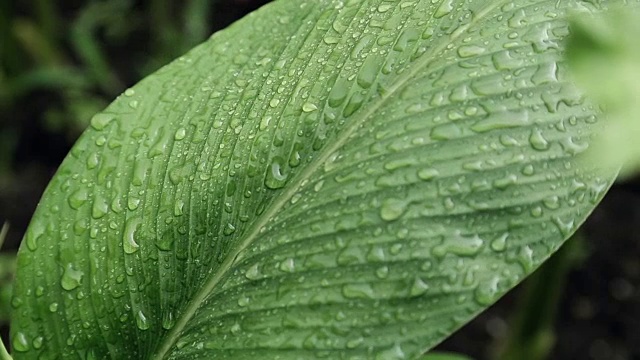 雨落在大自然的绿叶上视频素材