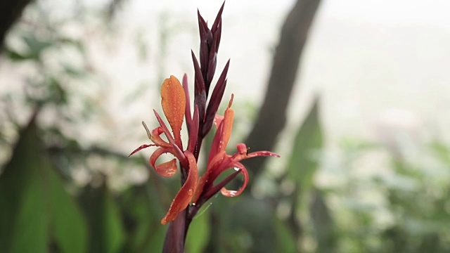 美丽的橙色百合花在花园里视频素材