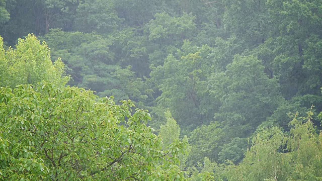 大雨中的森林视频素材