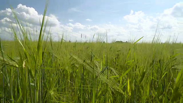 在麦田里散步视频素材