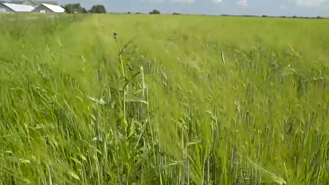 长满青麦的大片麦田视频素材