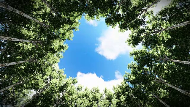 抬头望着一圈红杉，积云袅袅视频素材