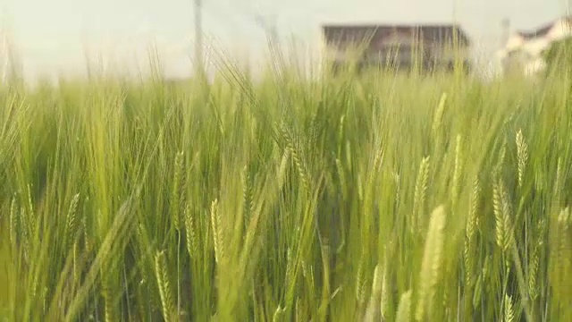 在有风的日子在田里移动大麦稻子视频素材