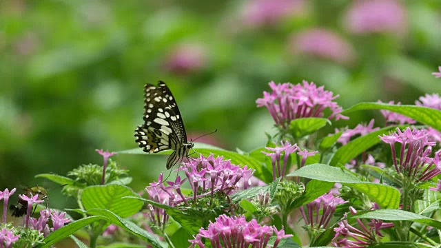 燕尾蝶和蜜蜂从花中吸食花蜜视频素材