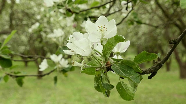 公园里的苹果花。干净明亮的白天。视频素材