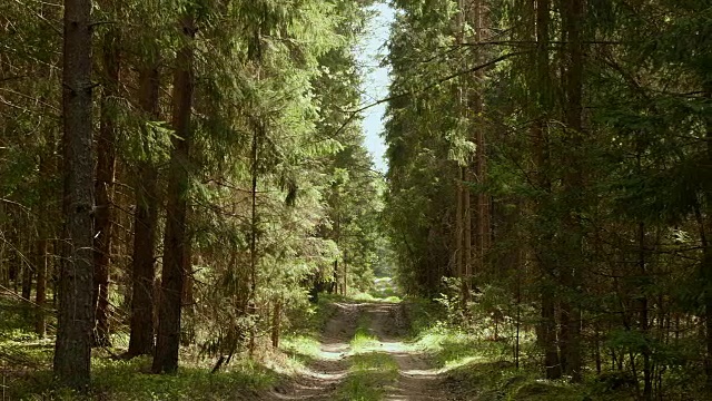 森林的路径。平稳，缓慢的滑球。干净明亮的白天(中景)。视频素材