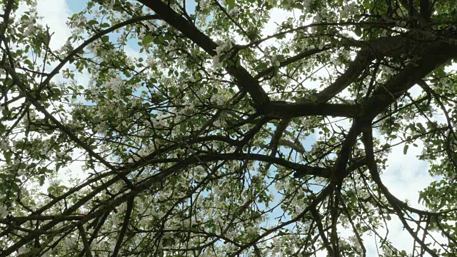 苹果树上的树枝。干净明亮的白天。视频素材