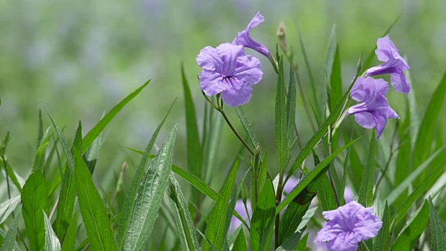 水仙花随风摇曳视频素材