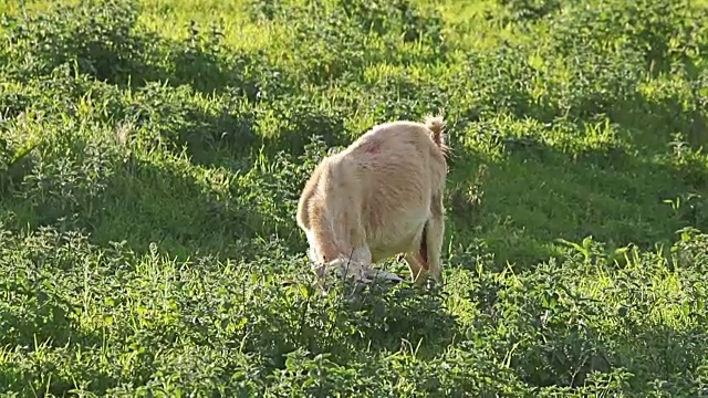 在乡下的草地上吃草的一群小山羊视频素材