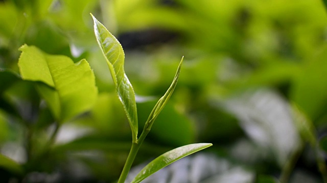 锡兰茶芽视频素材