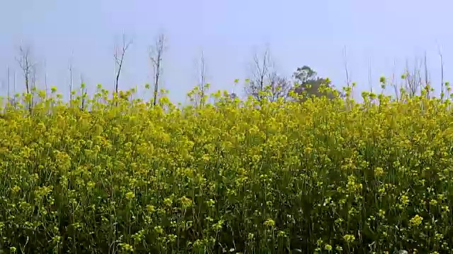 风吹动了娇嫩的芥菜花视频下载