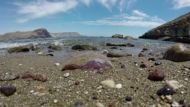 海滩上垂死的水母视频下载