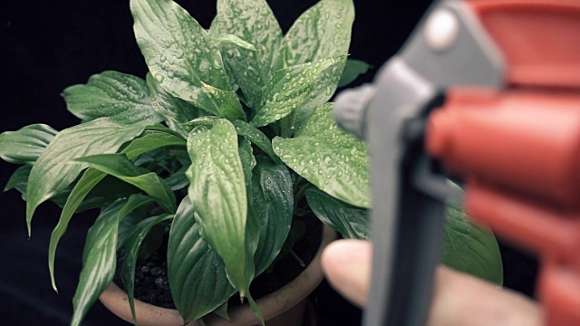 红色的洒水车把水滴喷到室内植物上。莫慢，莫慢视频素材