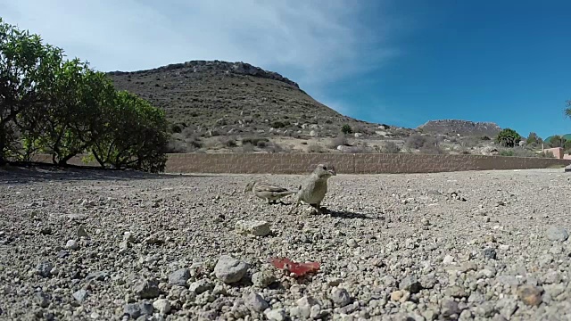 小麻雀在地上吃东西视频素材