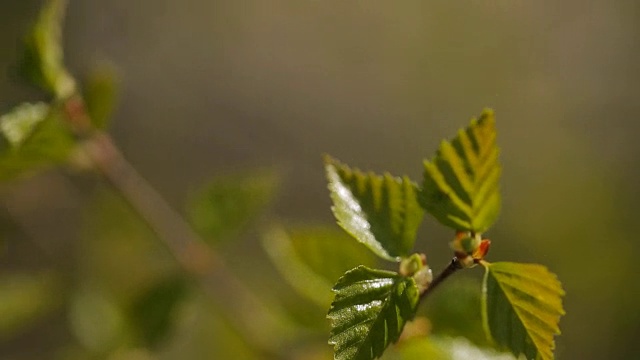 新鲜的绿色小叶子长在树枝上视频素材