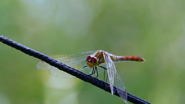绳子上的蜻蜓视频素材