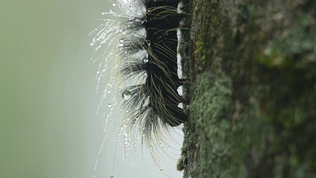 蝴蝶虫吃苔藓和地衣视频素材