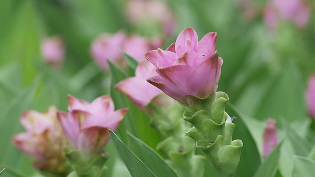 暹罗郁金香花随风摇曳视频素材