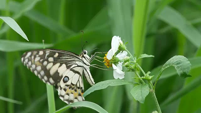 燕尾蝶吸食花蜜视频素材