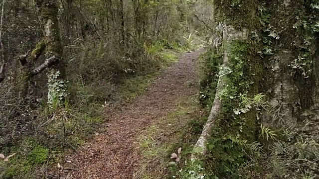 走在热带雨林的小路上视频素材