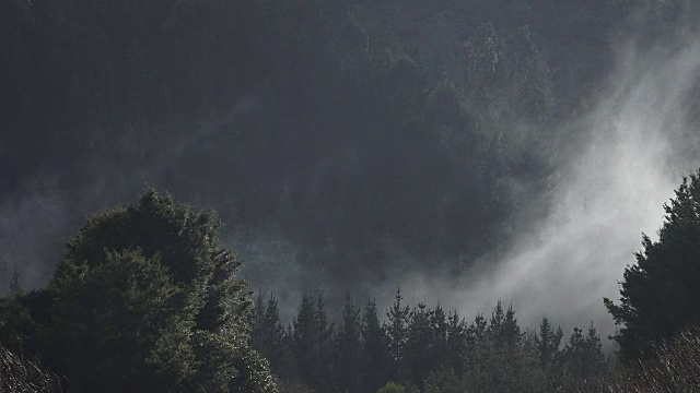 森林树冠上方的薄雾视频素材