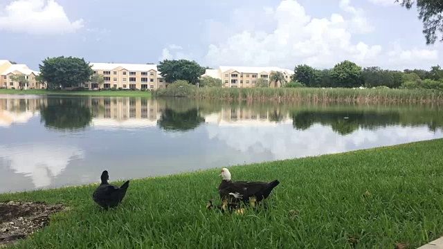 岸上的鸭子和小鸭子视频下载