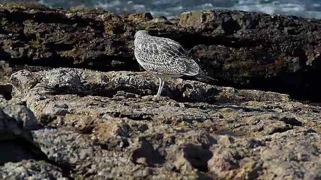 近景野生大海鸥沿海岸散步视频素材