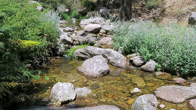 植物之间的河视频素材