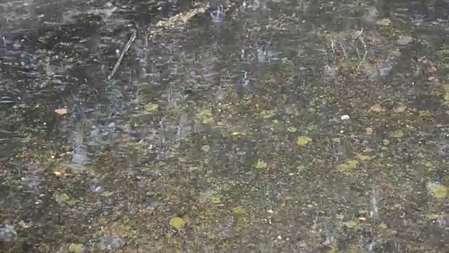 雨点落在水坑上。雨视频素材