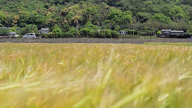 蓝色火车沿着麦田行驶视频下载