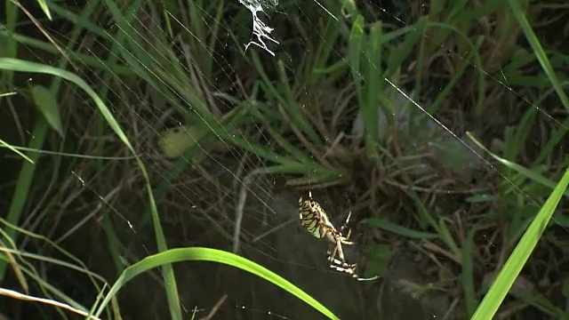 黄蜂蜘蛛在网上移动视频素材