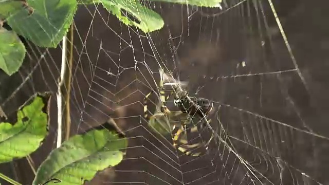 黄蜂蜘蛛捕食猎物视频素材