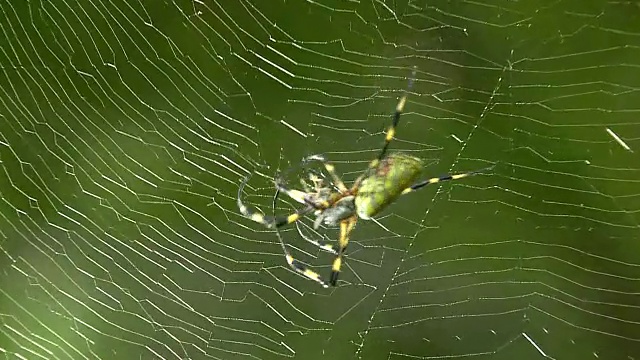 一种叫做Nephila Clavata的蜘蛛正在捕捉猎物视频素材