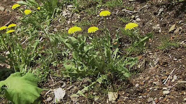 田野里的蒲公英视频素材