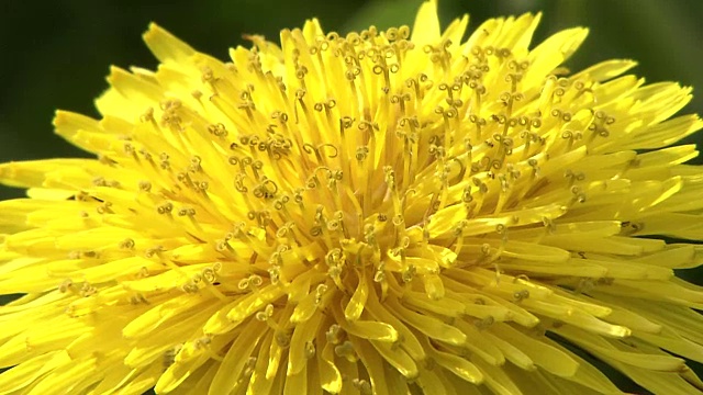 特写镜头;蒲公英的花视频素材