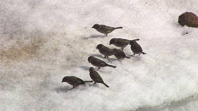 麻雀吃雪视频素材