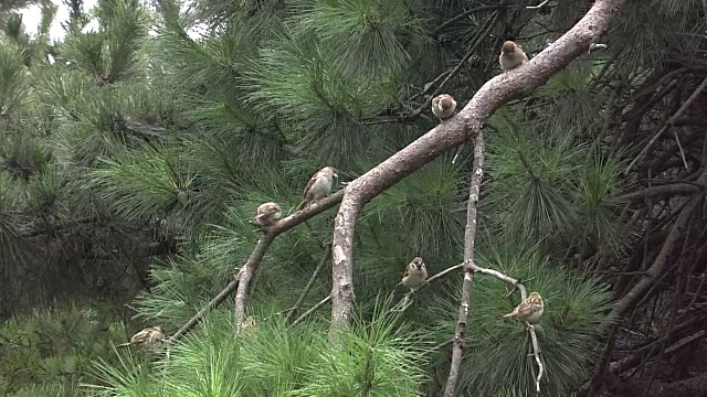 松树上的麻雀视频素材