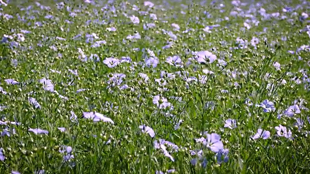 野生亚麻籽领域视频素材