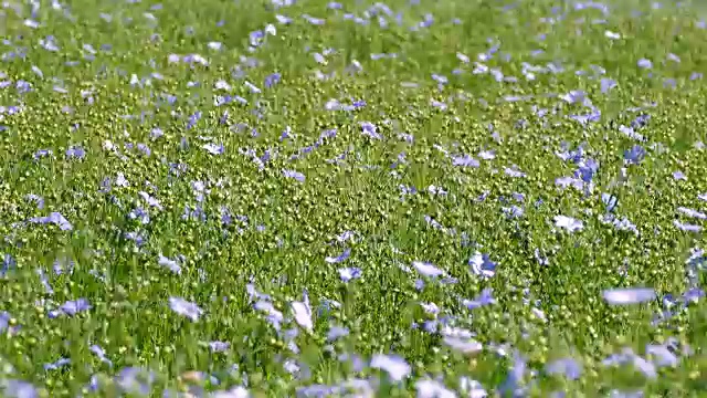 野生亚麻籽领域视频素材