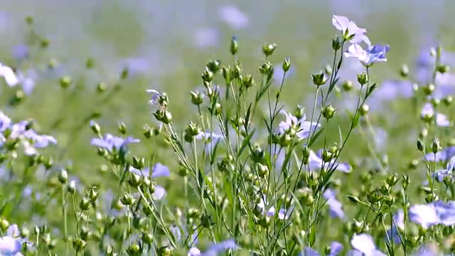 野生亚麻籽领域视频素材