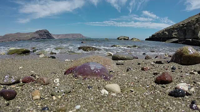 海滩上的沙子里垂死的水母视频素材