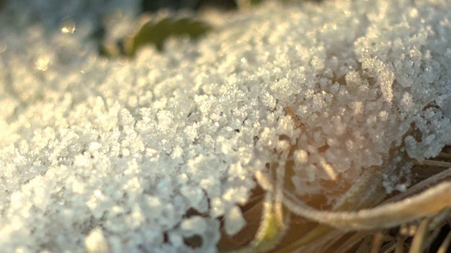 霜野草莓叶视频素材