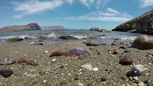 海滩上的沙子里垂死的水母视频素材