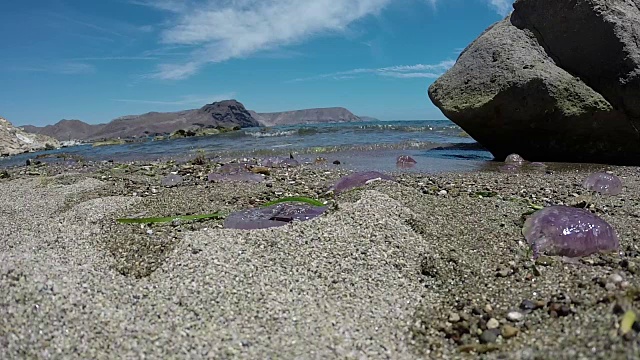 海滩上的沙子里垂死的水母视频素材