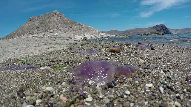 海滩上的沙子里垂死的水母视频素材