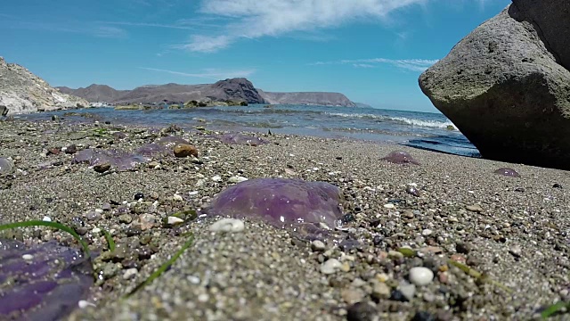 海滩上的沙子里垂死的水母视频素材