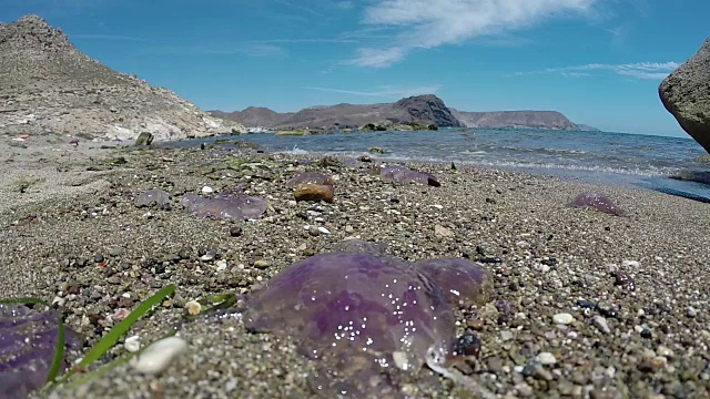 海滩上的沙子里垂死的水母视频素材